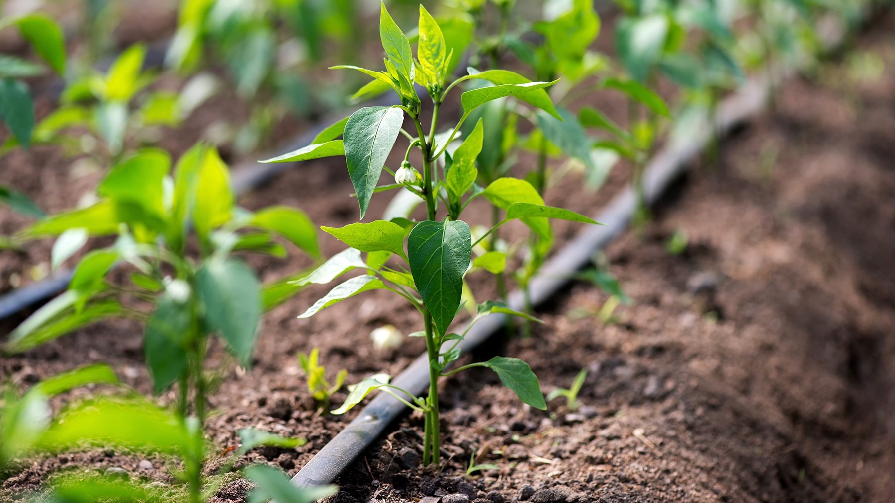 huella de nitrato agrobank